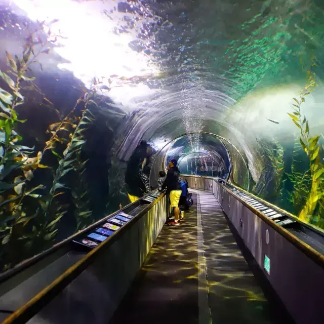 一个家庭在海湾水族馆的隧道里观察海洋生物